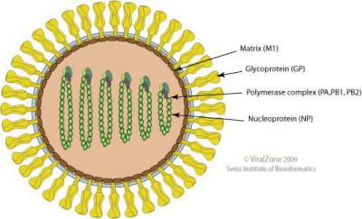 Schematic Drawing of Thogotovirus Virion