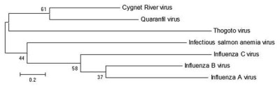 Cygnet River Phylogeny