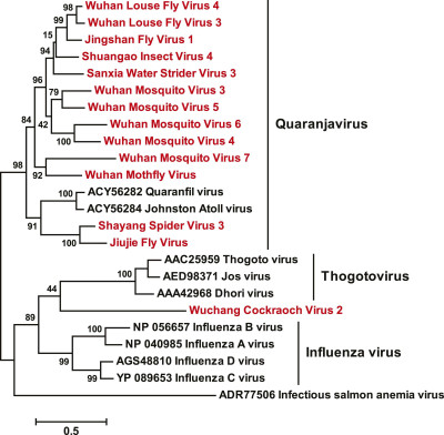 Arthropod Quaranjavirus Phylogeny