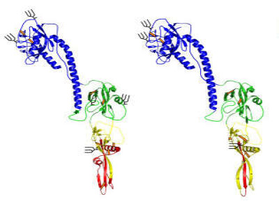 Models of THOV GP and AcMNPV GP64