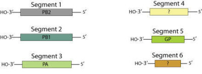 Quaranjavirus Genomes