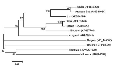 Thogotovirus Phylogeny