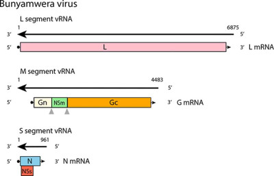 Genome of Bunyamwera Virus