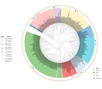 Maximum Likelihood Phylogenetic Tree of Amino Acid Sequences of RdRp