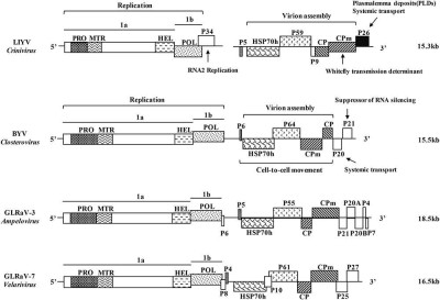 Genome Structure of the Representative Viruses of the Family Closteroviridae