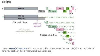 Closterovirus Genome