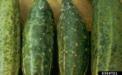 Cucumber Mosaic Virus Symptoms