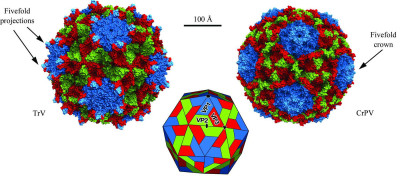 Molecular Surfaces of Triatoma Virus and Cricket Paralysis Virus