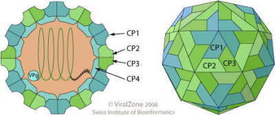 Dicistroviridae Virion