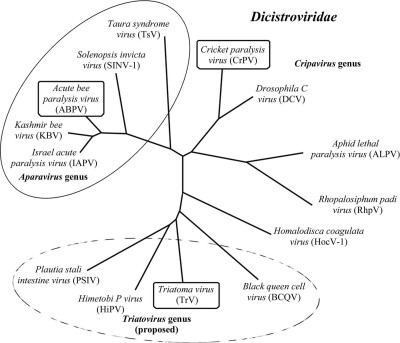 Phylogenetic Classification of the Available Dicistroviridae Genome Sequences