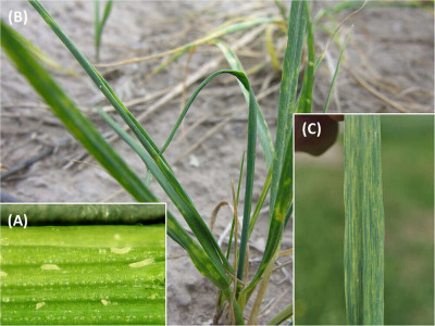 Wheat Curl Mite and WSMV Symptoms