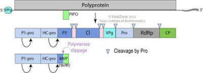 Ipomovirus Genome