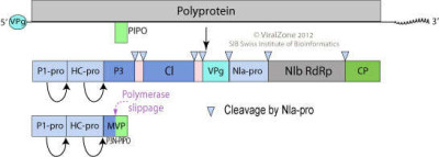 Potyvirus Genome