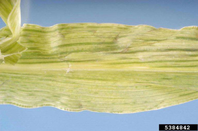 Symptoms of Sugarcane Mosaic Virus