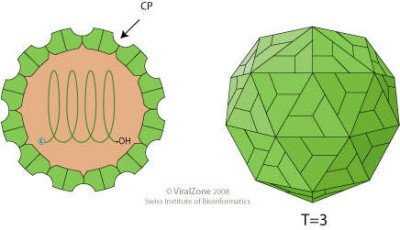 Tombusviridae Virion