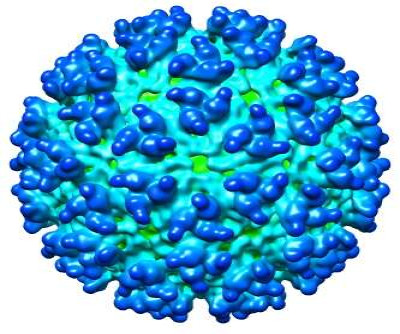 CryoEM Model of Western Equine Encephalitis Virus