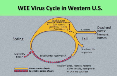 Western Equine Encephalitis Virus Cycle