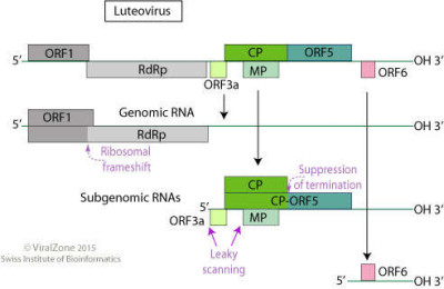 Luteoviridae Genome