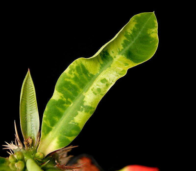 Euphorbia viguieri Infested by Tobacco Mosaic Virus