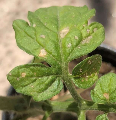 Leaf with Tobacco Mosaic Virus