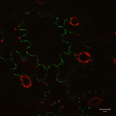 Tobacco Mosaic Virus Movement Protein Fused to Green Fluorescent Protein