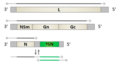 Prototypic Phlebovirus Genome Organization