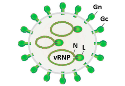 Prototypic Phlebovirus Virion and Genome Organization