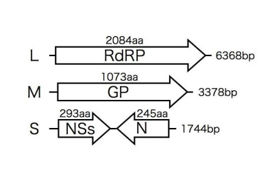 Coding Strategy of SFTS Strain DBM Virus