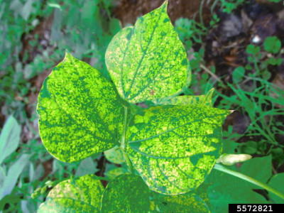 Symptoms of Bean Yellow Mosaic Virus