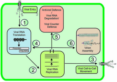 Viral RNA Pathways in Infected Cell