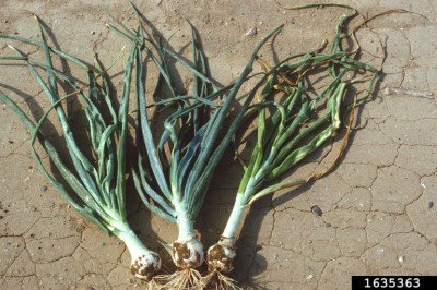 Symptoms of Onion Yellow Dwarf Virus