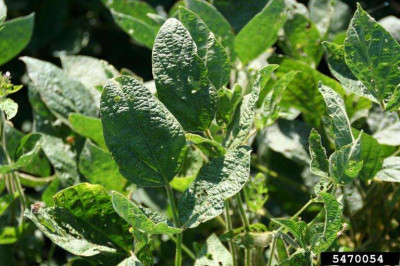 Symptoms of Soybean Mosaic Virus