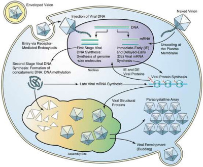 Schematic Diagram of Ranavirus Replication