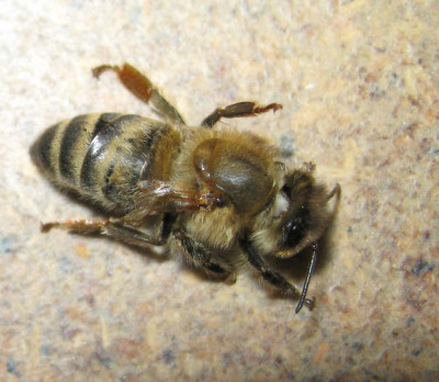 Deformed Wing Virus in Worker Bee