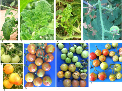 Naturally Infected Tomato Plants