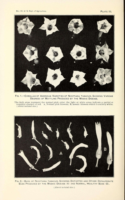 Nicotiana tabacum Infected by The Mosaic Disease