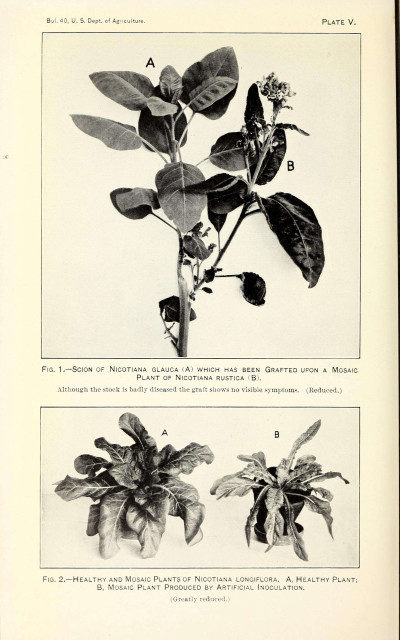 Mosaic Disease of Tobacco