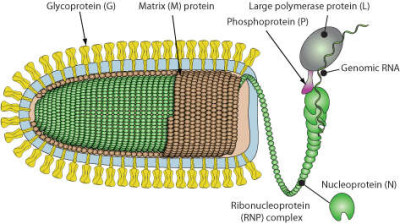 Indiana Vesiculovirus Virion Illustration