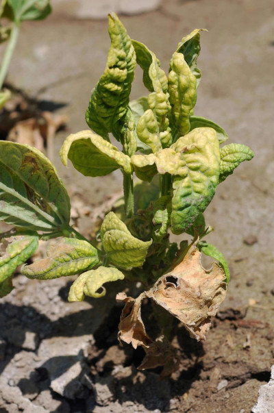 Beet Curly Top Virus (BCTV)