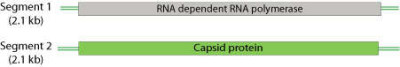 Partitiviridae Genome