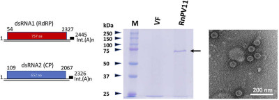 Genome Organization and Morphology a Partitivirus of Rosellinia necatrix