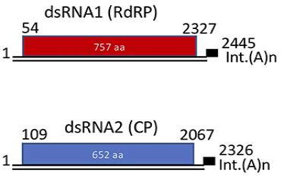 Genome Organization of a Representative Betapartitivirus