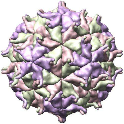 Nodamura Virus Structure