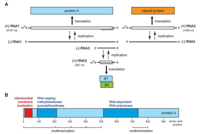 Flock House Virus Genome Organization