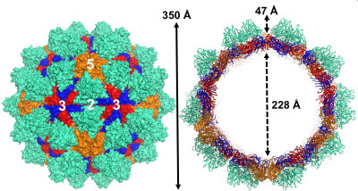 The Overall Structure of Grouper Nervous Necrosis Virus