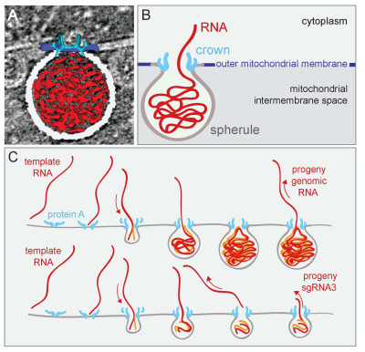 Model of FHV Replication Complex Structure and Function