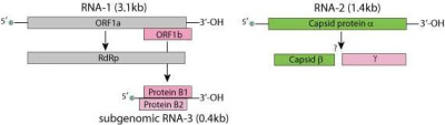 Nodaviridae Genome