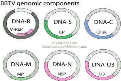 Babuvirus Genome