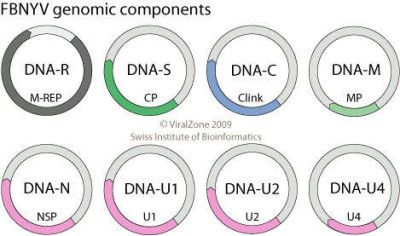 Genome Map of Species Faba Bean Necrotic Yellows Virus