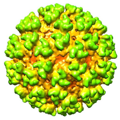 Cryo-Electron Microscopy Reconstruction of Semliki Forest Virus